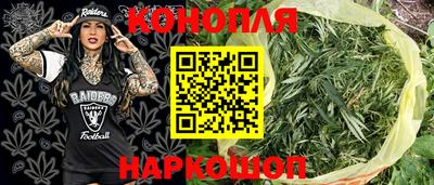 крисы Шебекино
